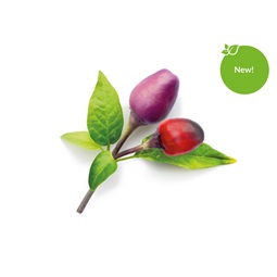 Lila Chili paprika növénykapszula 3 db