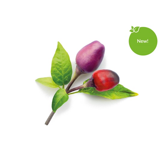 Lila Chili paprika növénykapszula 3 db