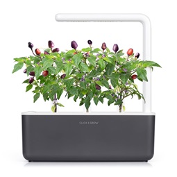 Lila Chili paprika növénykapszula 3 db
