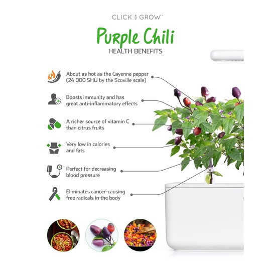 Lila Chili paprika növénykapszula 3 db
